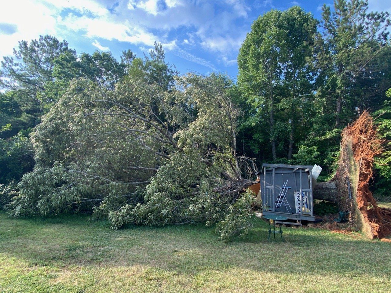 A large tree has fallen in a field next to a transformer.