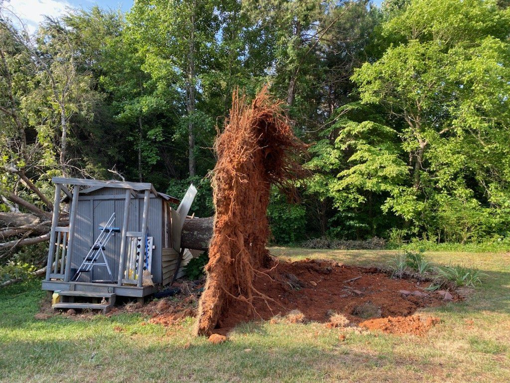 A large tree has fallen on a shed in a yard.
