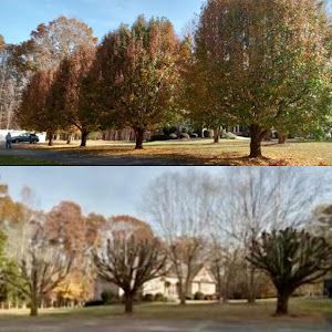 A before and after picture of a park with trees and a house in the background.