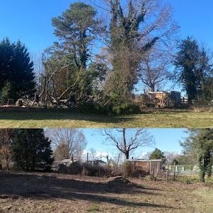 A before and after picture of a yard with trees and grass.