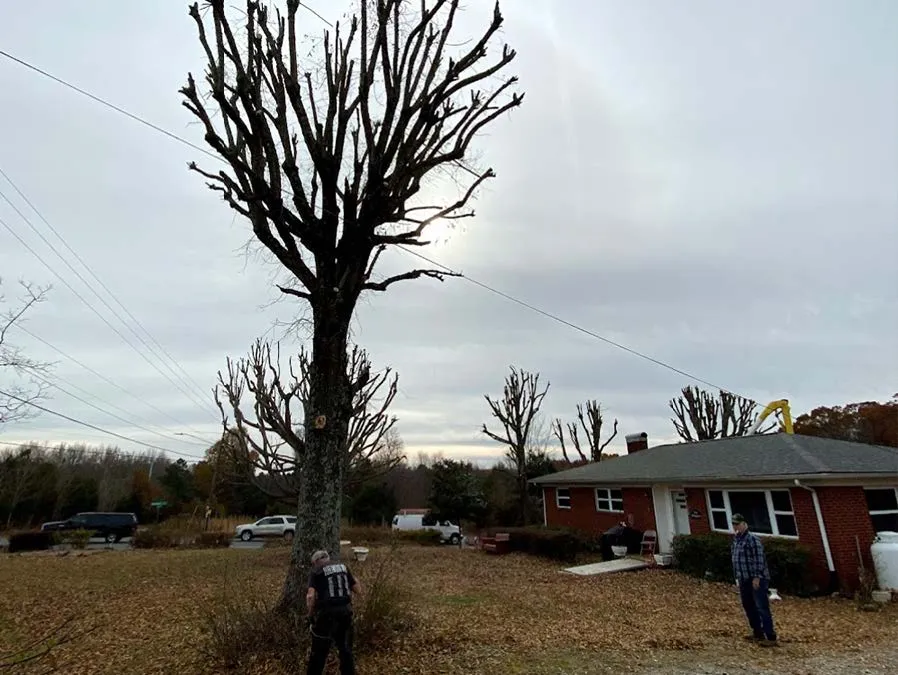 A man is standing next to a large tree in front of a house.