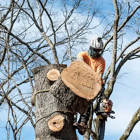 A tree being cut down by a crane with a blue sky in the background.