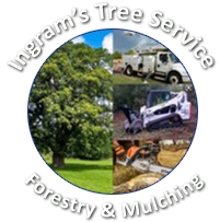 The logo for ingram 's tree service forestry and mulching