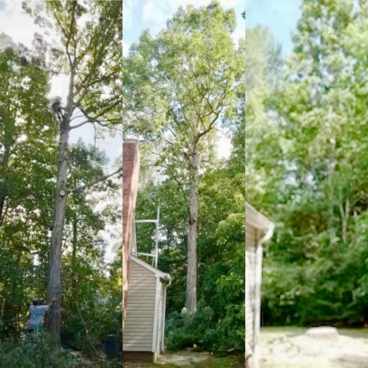 A collage of three pictures of a tree being cut down in front of a house.