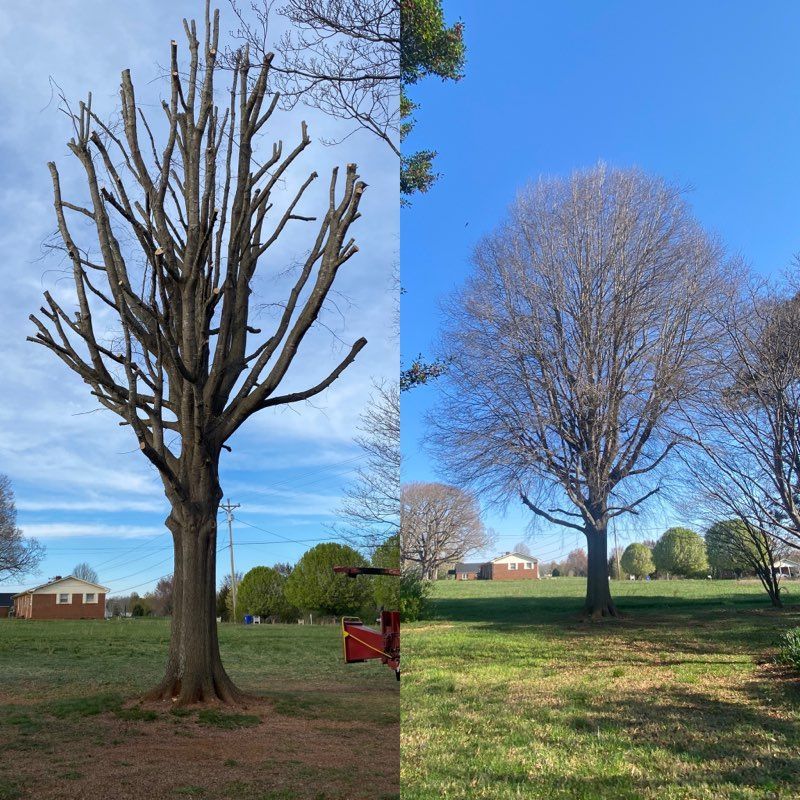 A before and after picture of a tree in a park