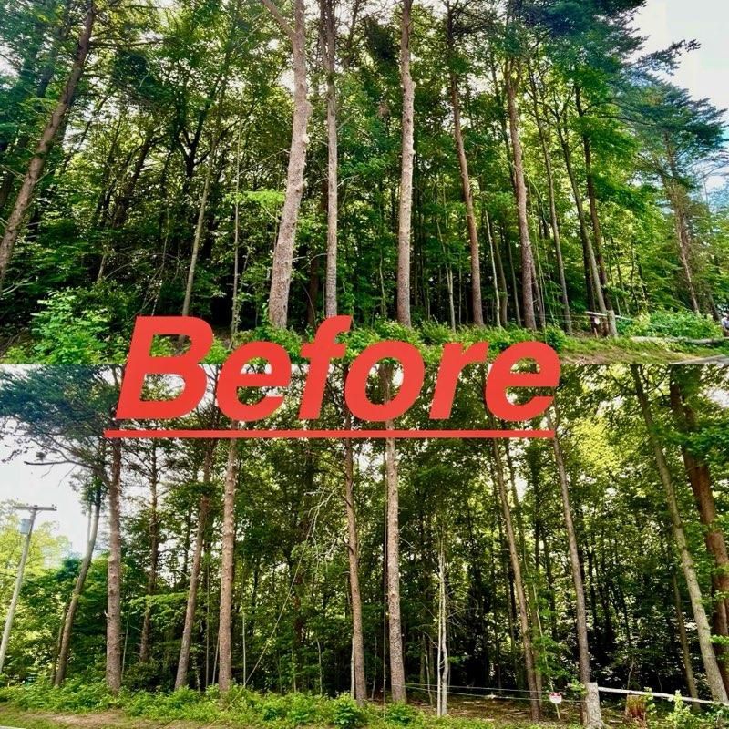 A picture of a forest with the word before written in red