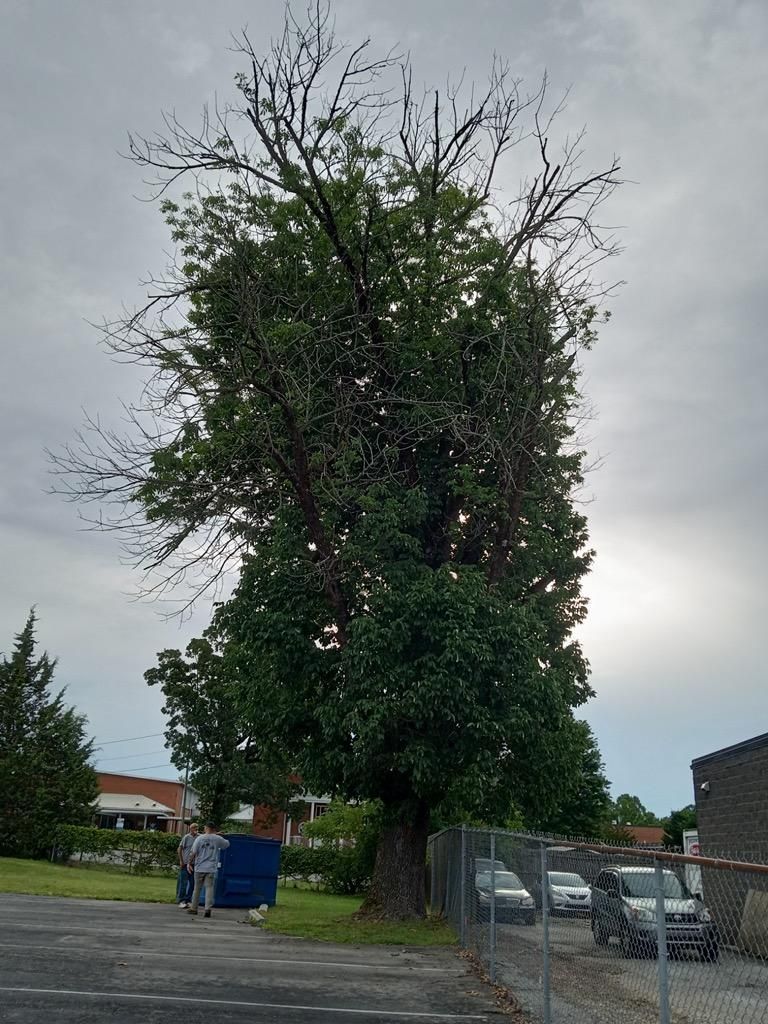 A large tree with a lot of leaves is in a parking lot.