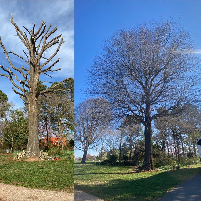 A before and after picture of a tree in a park