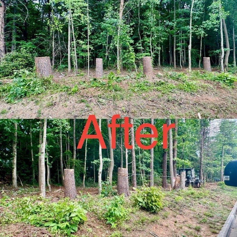 A before and after picture of a forest with the word after in red.