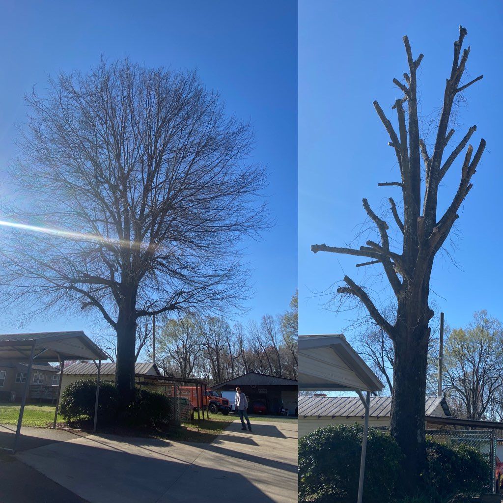 Two pictures of a tree before and after being cut down.