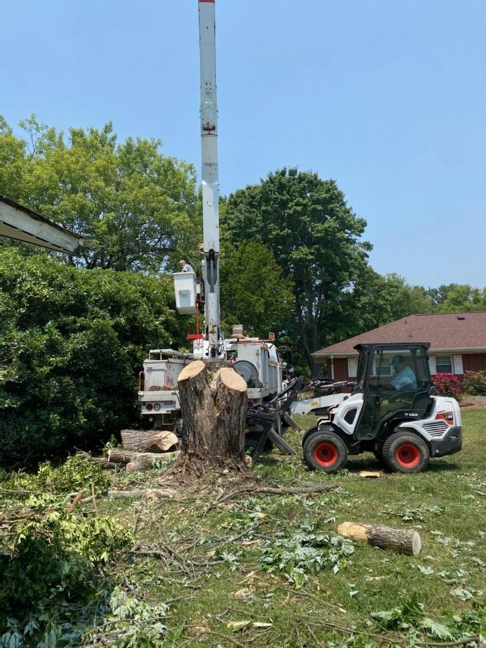 A bobcat is cutting down a tree stump in a yard.