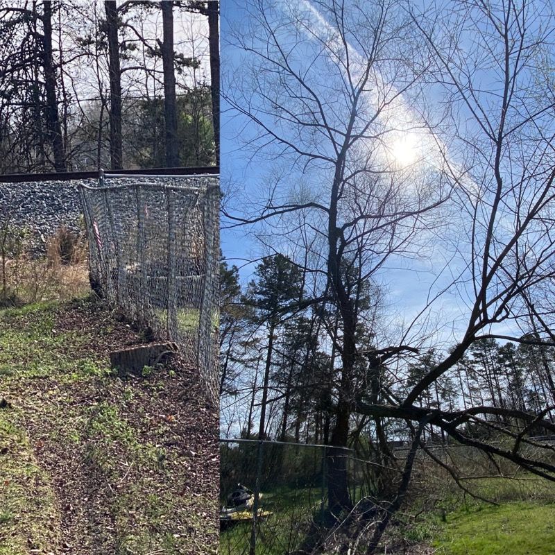 A picture of a fence and a picture of a tree without leaves.