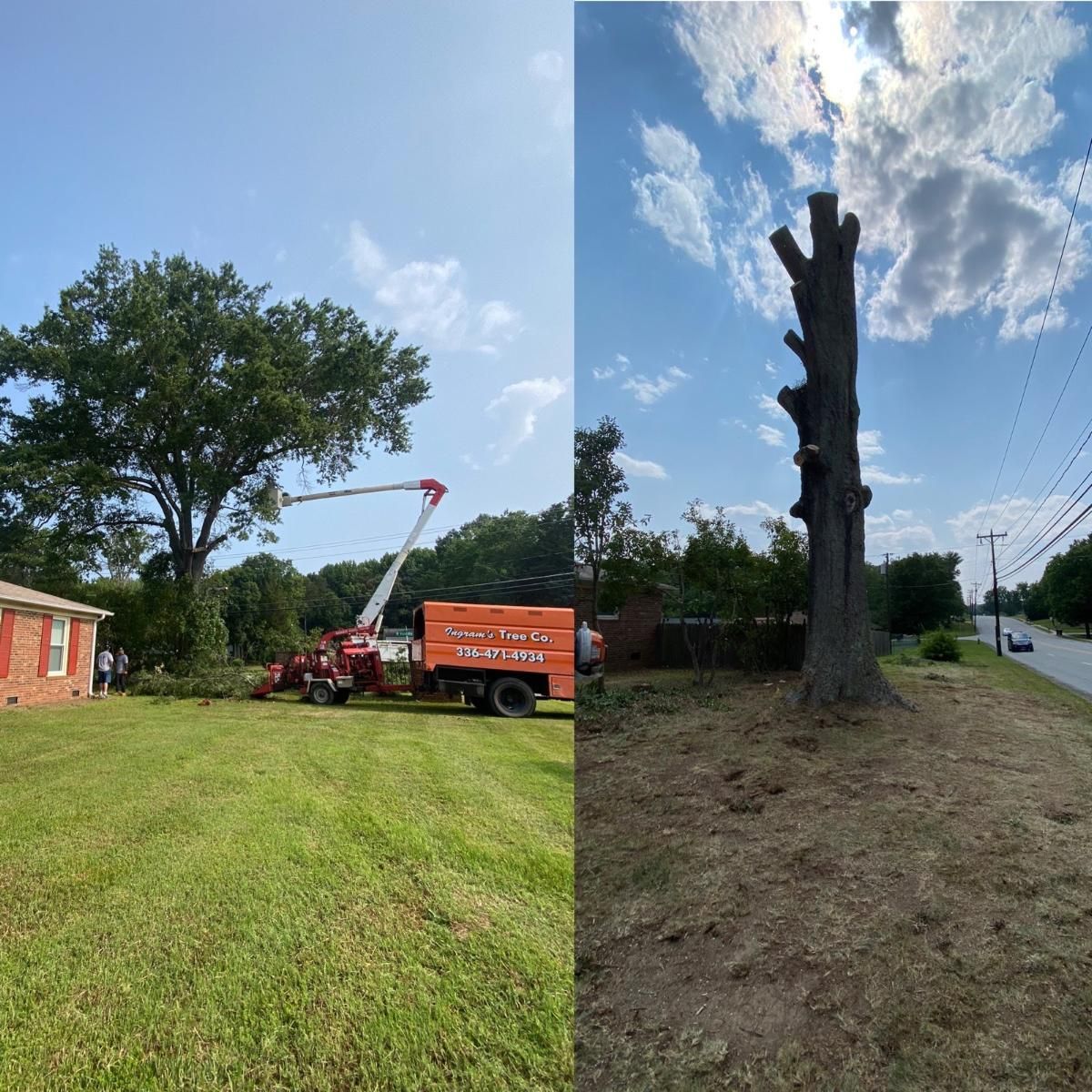 A before and after picture of a tree being cut down.