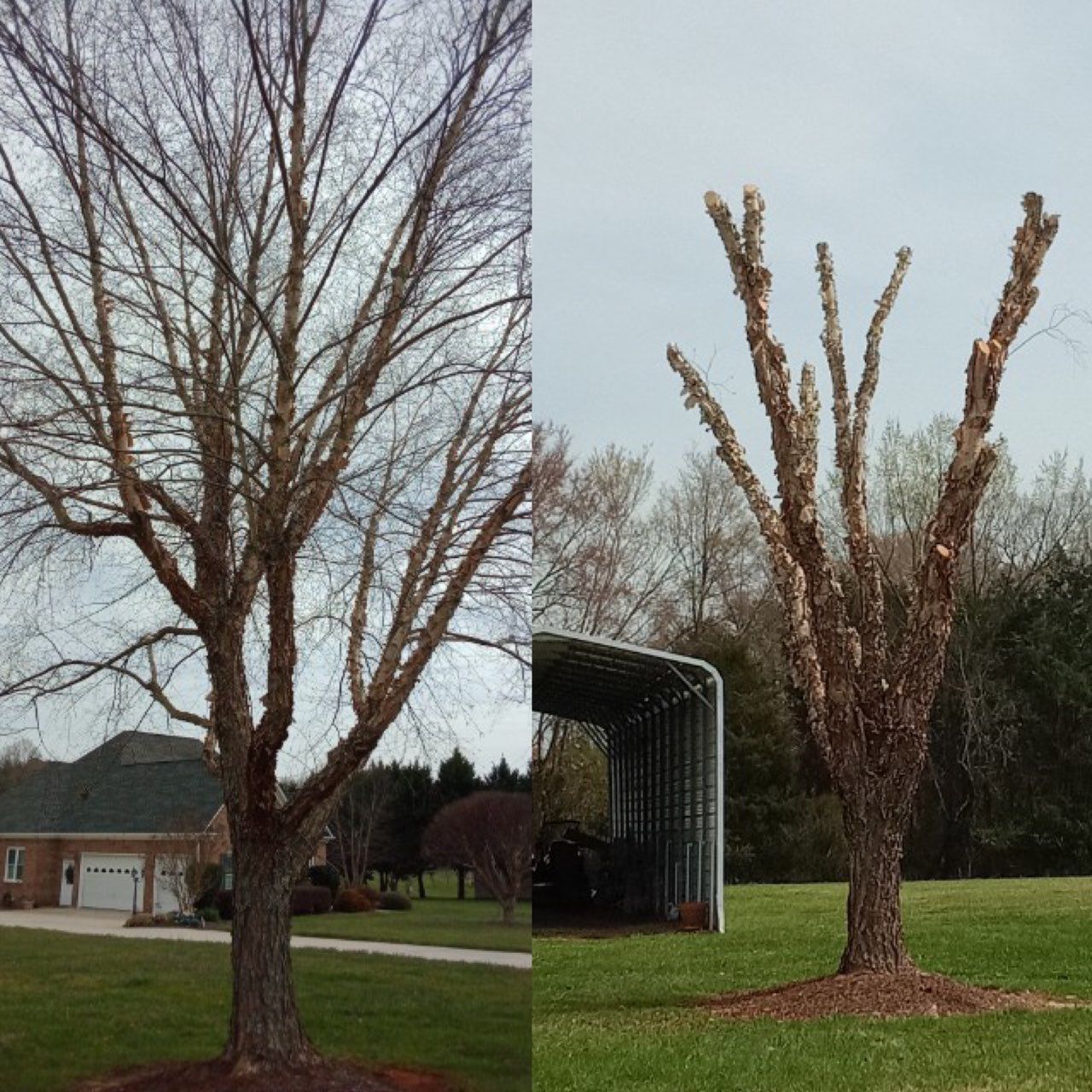 A before and after picture of a tree in a yard
