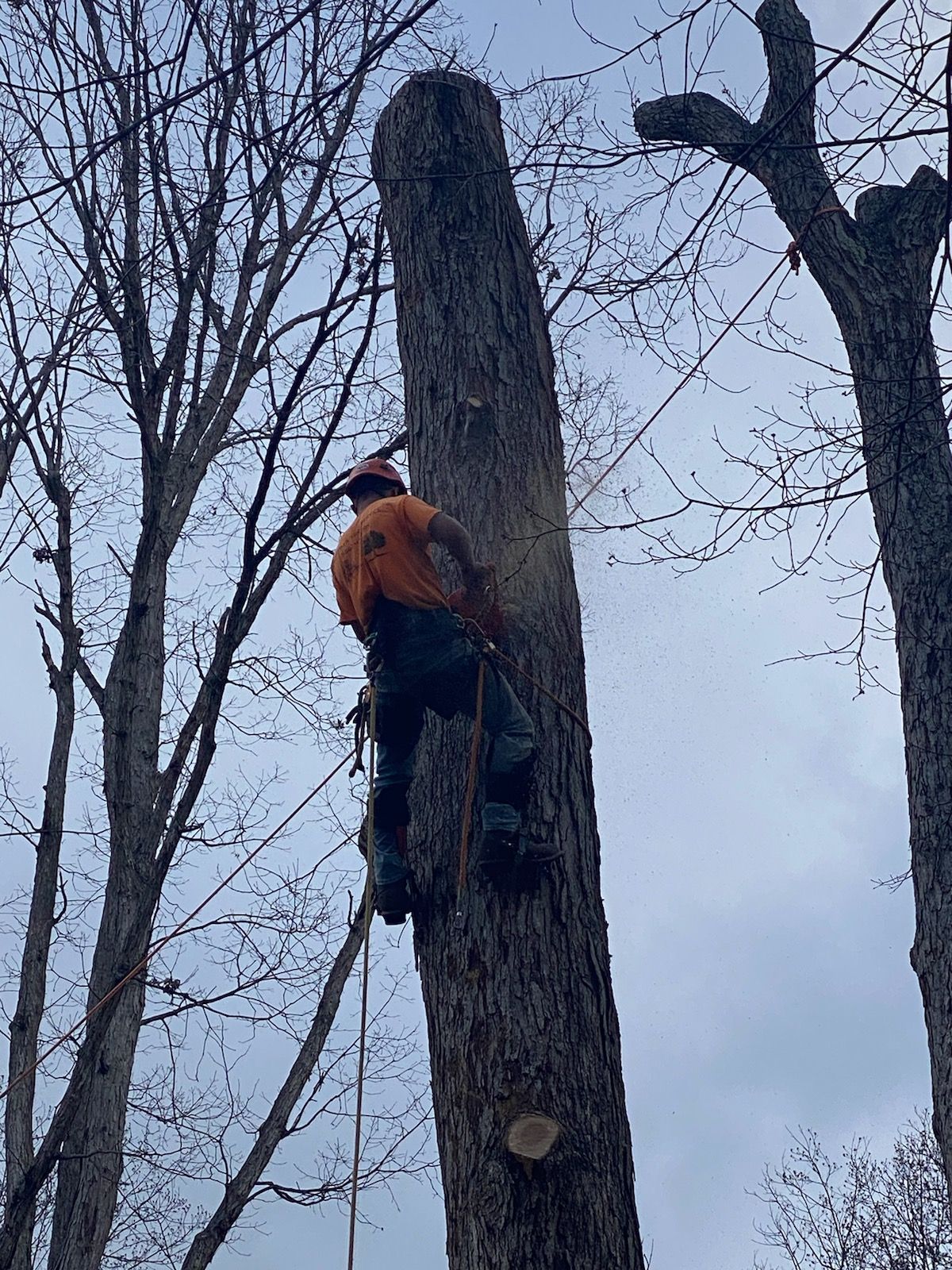 A man is climbing a tree with a chainsaw.