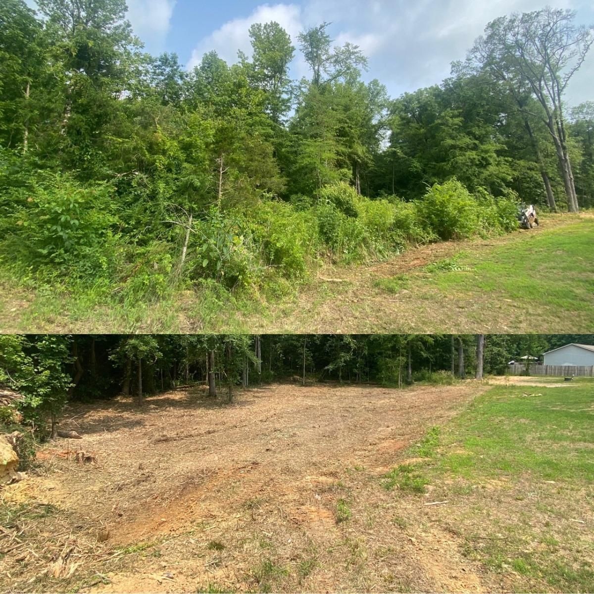 A before and after picture of a lush green forest.