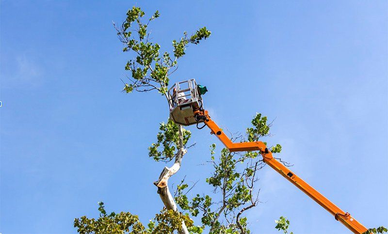 A man is cutting a tree with a crane.