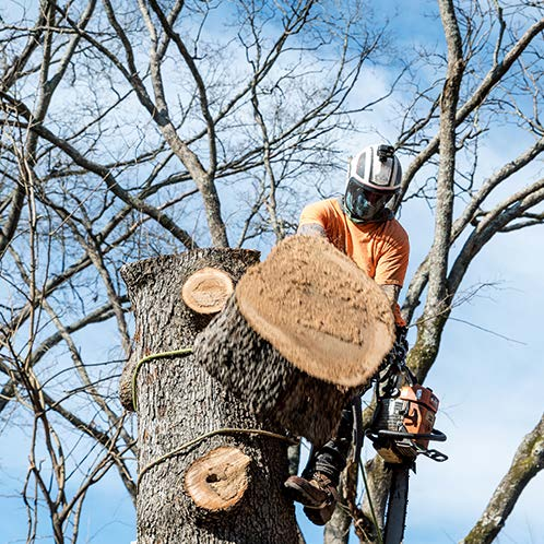 a man is cutting down a tree with a chainsaw .