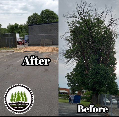 A picture of a tree before and after being cut down