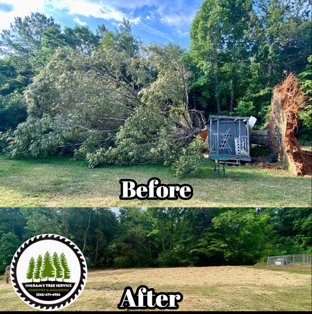 A before and after picture of a tree being cut down.