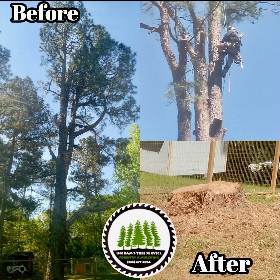 A before and after picture of a tree being cut down