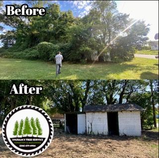 A before and after picture of a yard with trees and a shed.