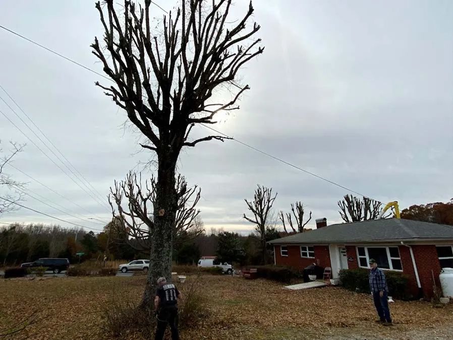 Tree severely pruned near a house, power lines overhead, cloudy day. Two people stand nearby.