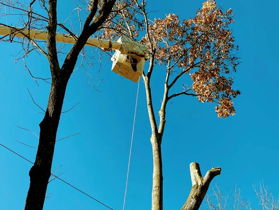 Tree trimmer in an aerial lift trimming a tree under a bright blue sky.