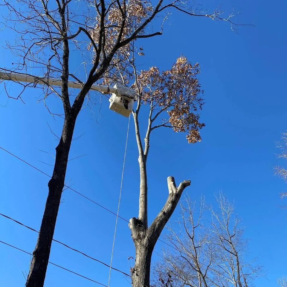 Tree workers in a bucket lift trimming tall bare trees against a clear blue sky