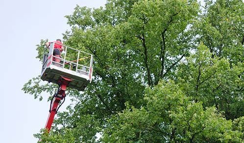 Worker in a red lift trimming tree branches against a leafy green canopy