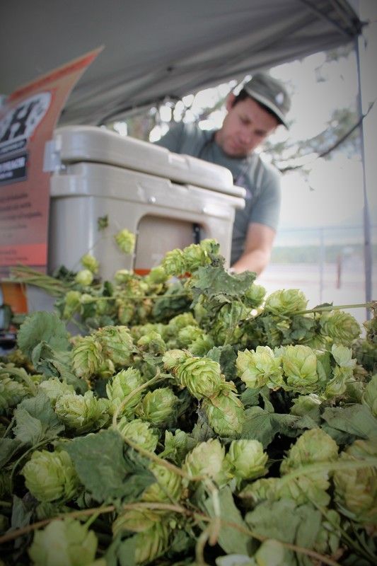 Green hops in foreground, man behind a cooler, possibly at a farmers market.