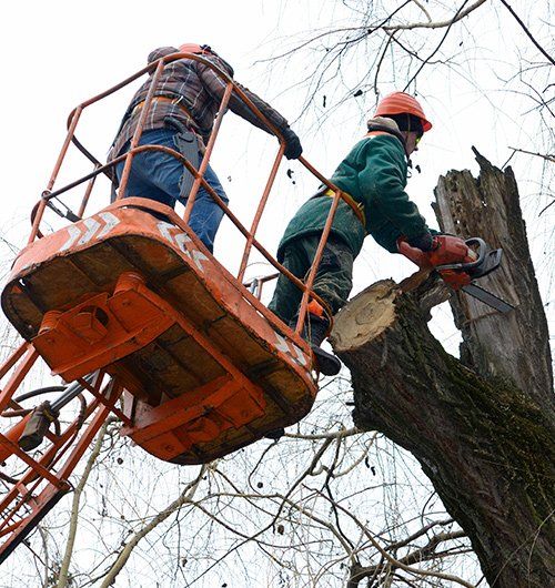 Men Cutting The Tree — Richmond Valley Tree Services in Casino, NSW