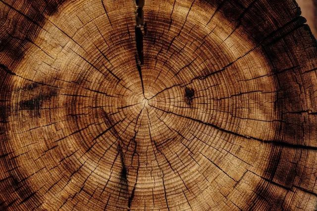 Cut Tree — Hamilton, OH — Butler County Lumber Co.