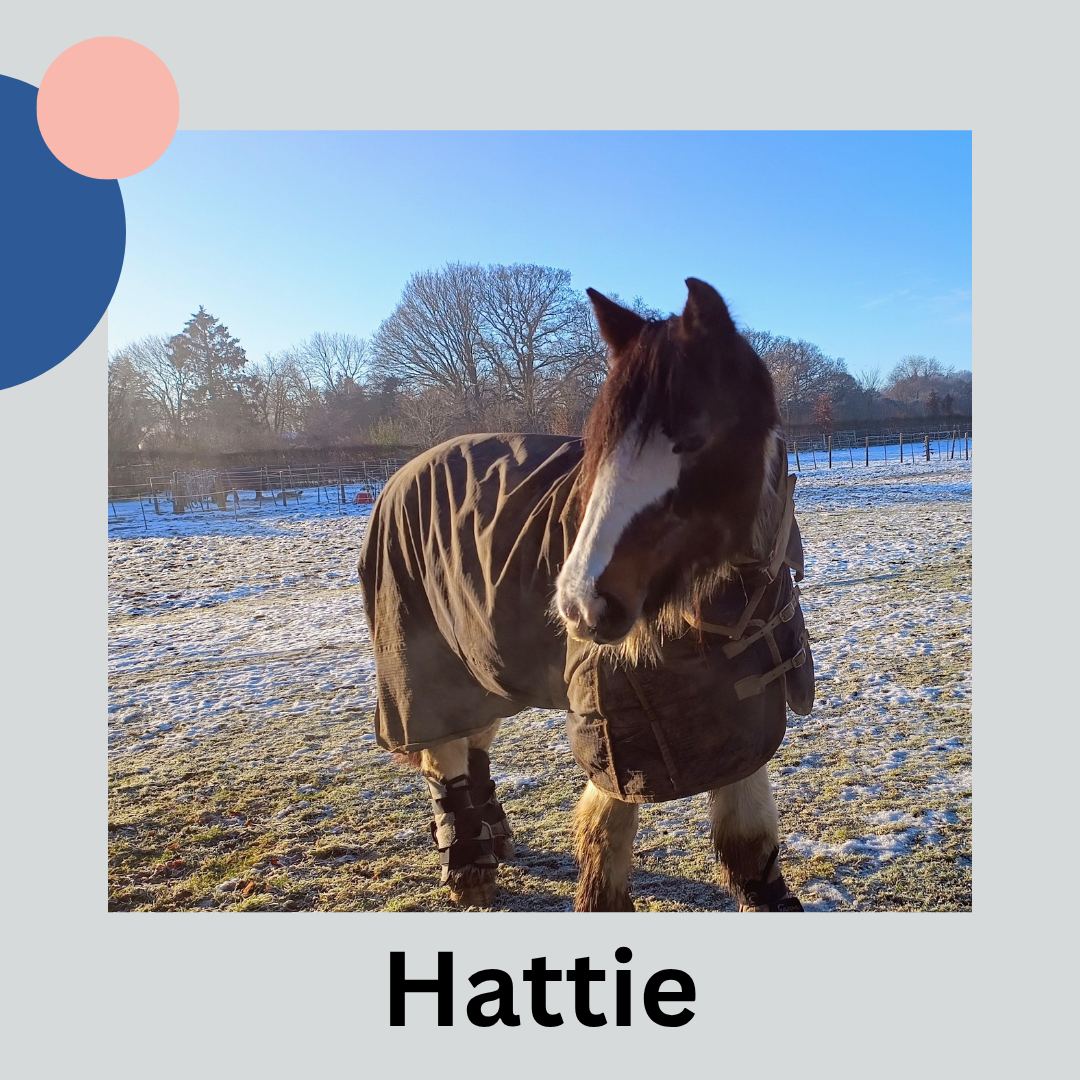 Coloured brown and white horse with rug on and snow on the ground