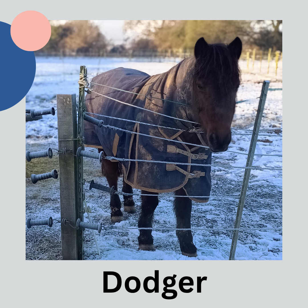 Brown new forest pony wearing a rug with snow on the ground