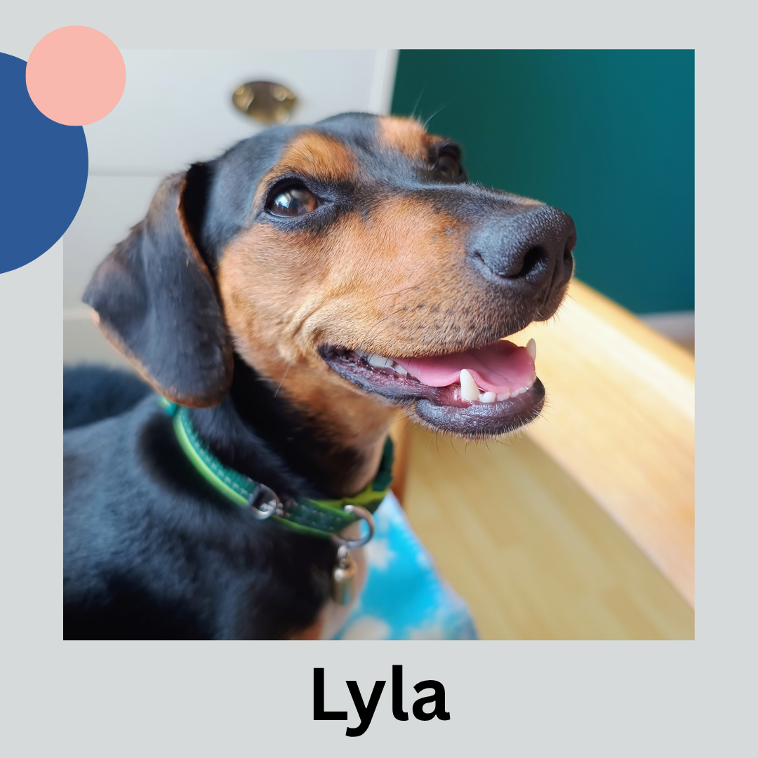 Brown dachshund dog looking at the screen