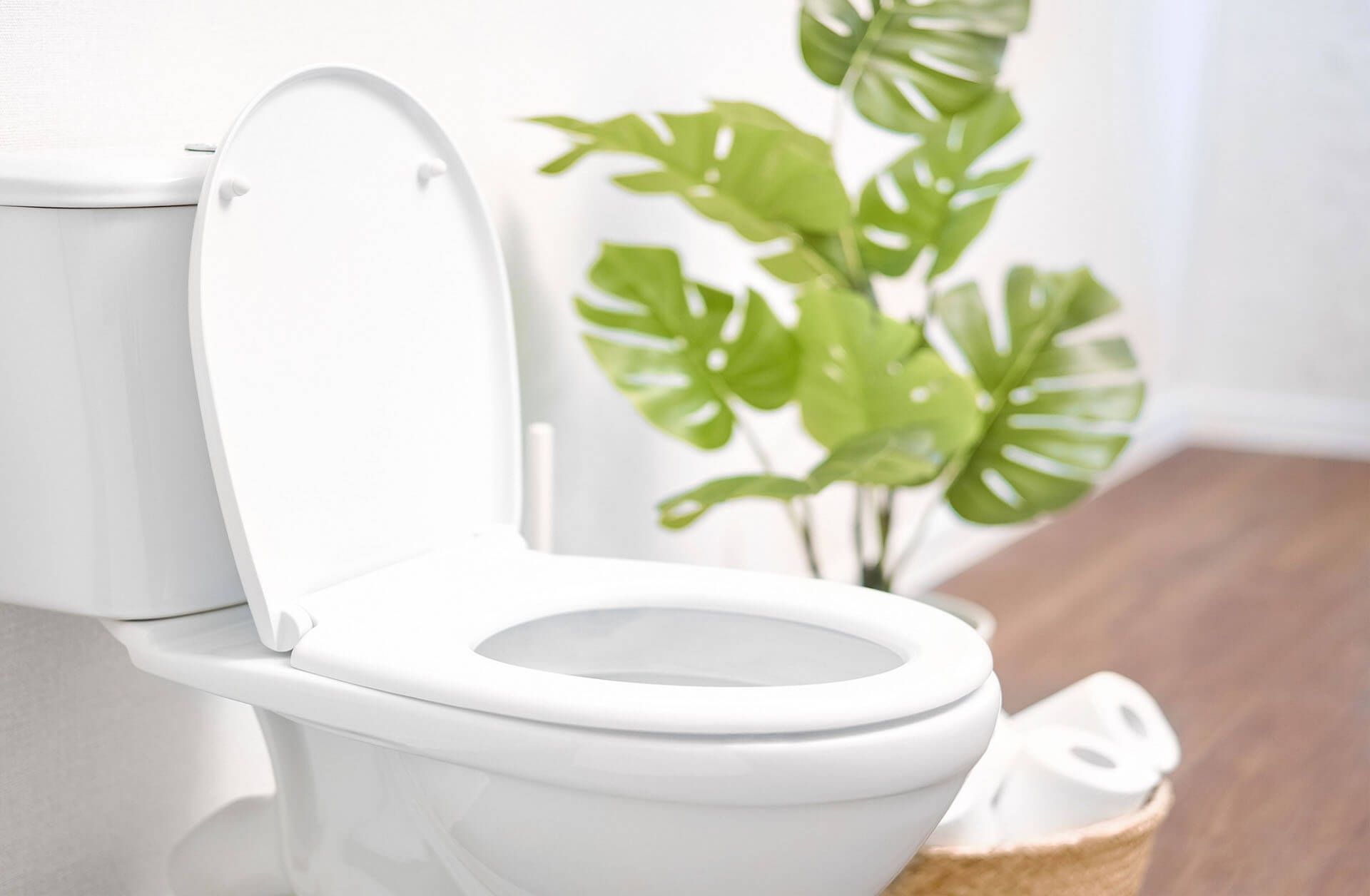 Inodoro blanco con la tapa levantada, una planta en maceta y papel higiénico en un baño.