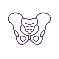 pelvic floor