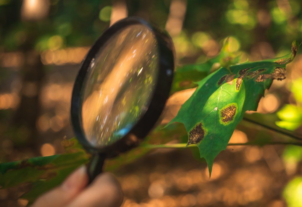 Tree Diseases; Signs, Causes, and Treatment