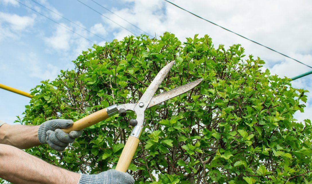 Which Tree Diseases Are Common in Buckeye and Nearby Areas?