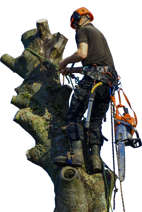 Home Buckeye, AZ Trees West, LLC