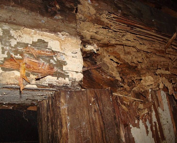 Wood damage with missing sections, likely caused by pests.
