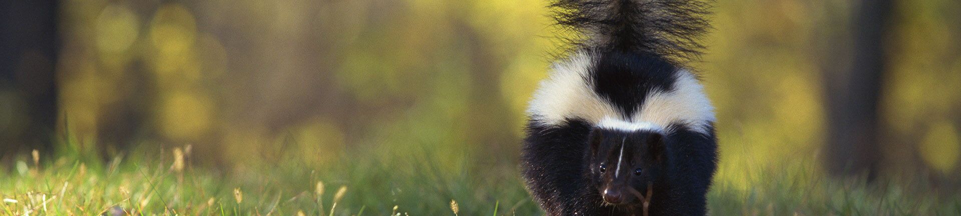 A black and white skunk in a field, facing away. Blurry green and yellow background.