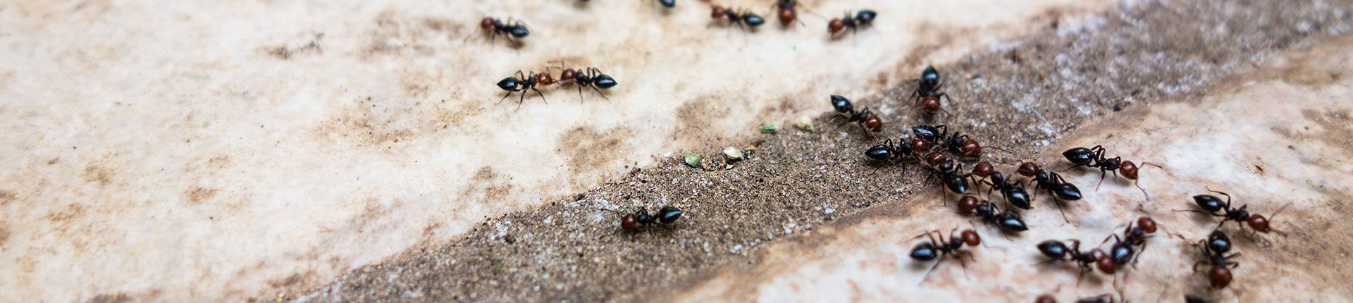 Ants crawling on a light-colored surface with a darker path.