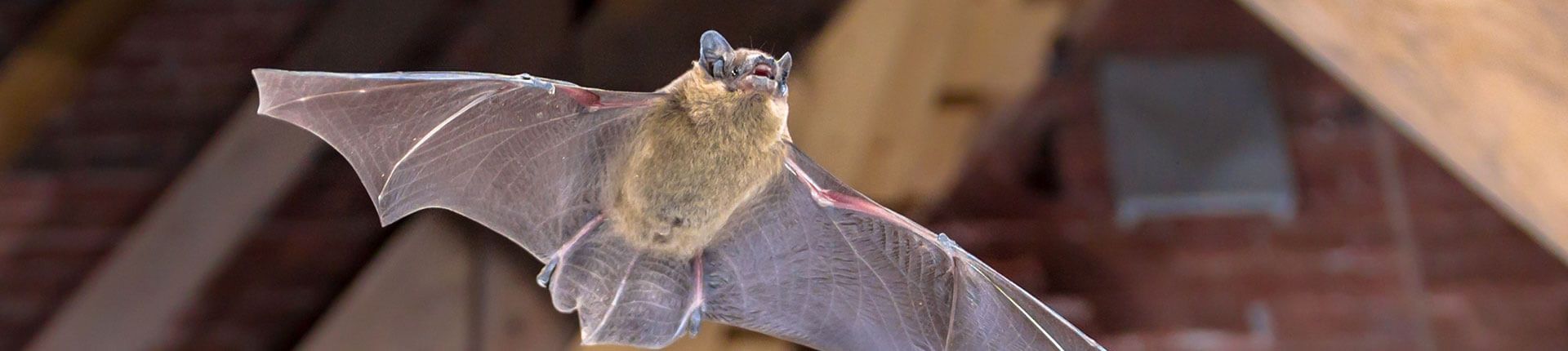 Bat in flight in an attic, wings outstretched. Brown and tan fur, against the backdrop of wood and brick.
