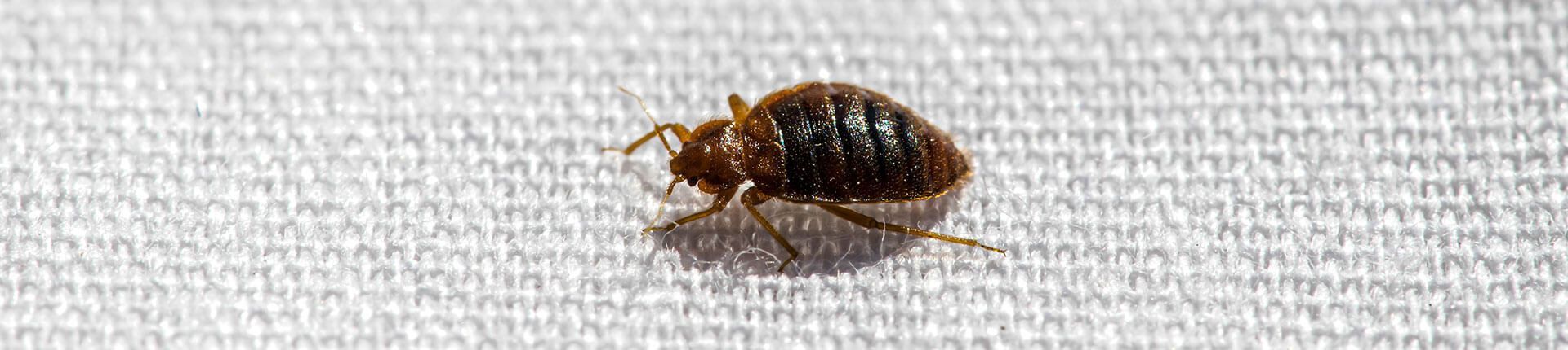 Bed bug on white fabric. Dark brown, oval-shaped body with legs and antennae.
