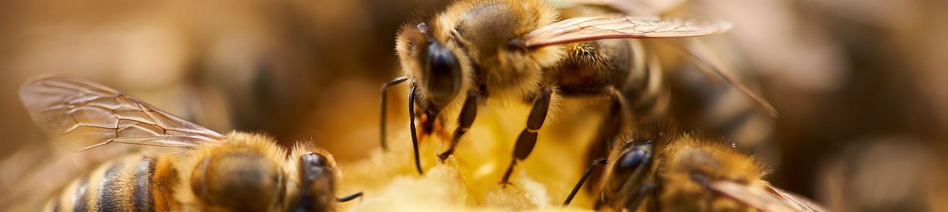 Bees clustered on honeycomb, focused on their work. Brown, yellow and gold colors.