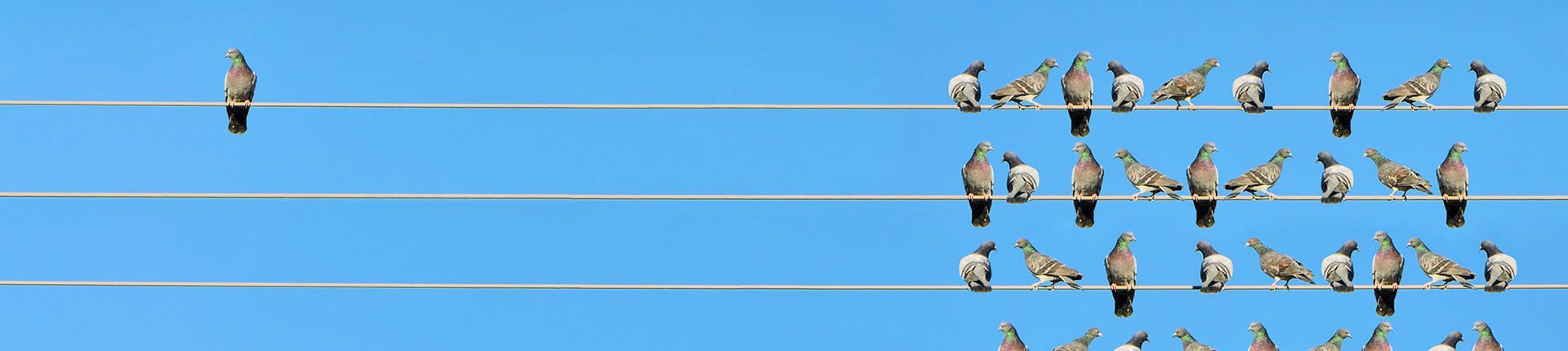 Birds perched on power lines against a bright blue sky. One bird is isolated, the rest in a group.