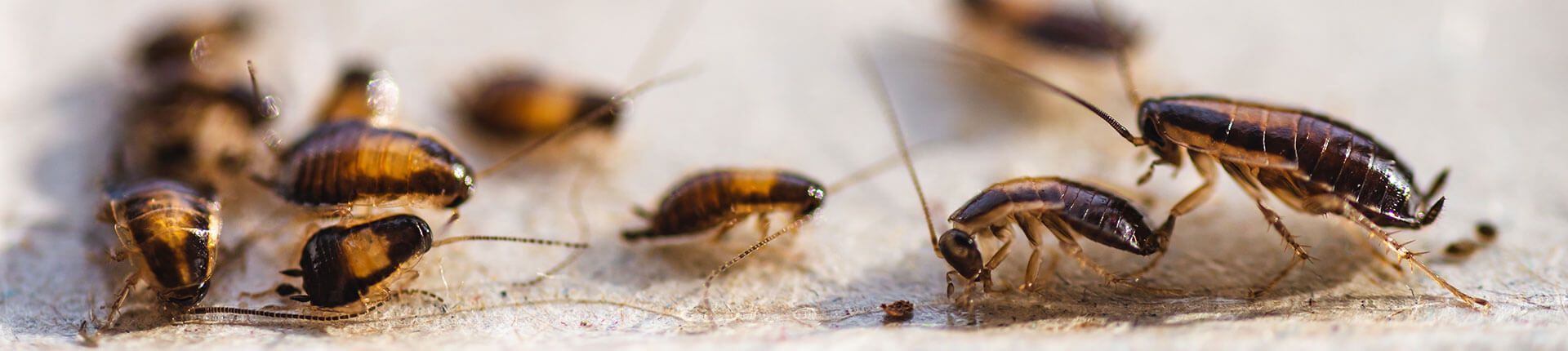 Group of cockroaches crawling on a light-colored surface. The insects are brown and black.