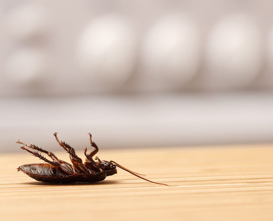 Dead cockroach on its back, lying on a wooden surface.
